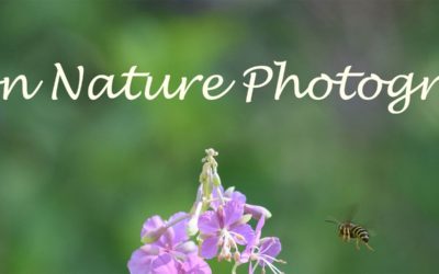 Eye on Nature Photography