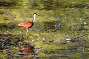 Bird walking in water