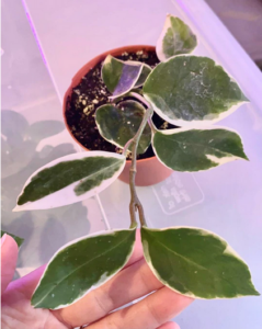 Krimson Hoya plant