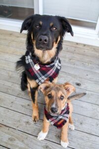 Two dogs with scarves