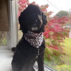 Black poodle with bandanna