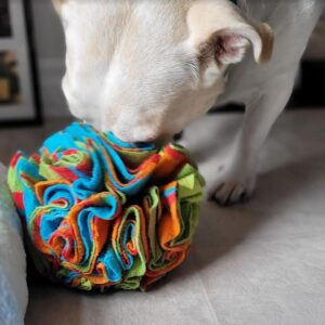White dog with cloth ball