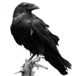 Canadian Raven Jewelry