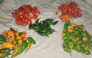 Macks Peppers